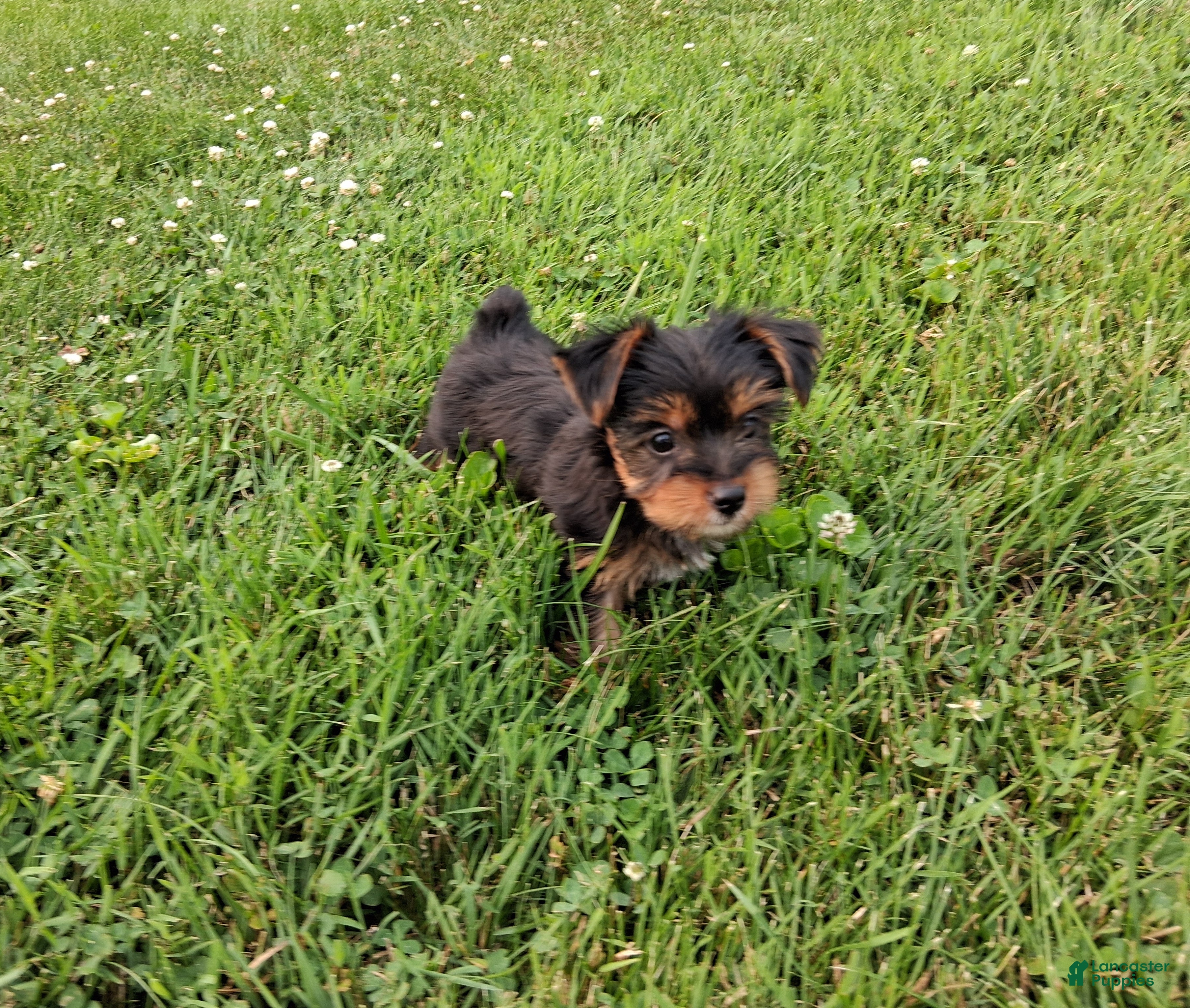 Yorkshire Terrier dogs Coffee AKC  - Ad 4