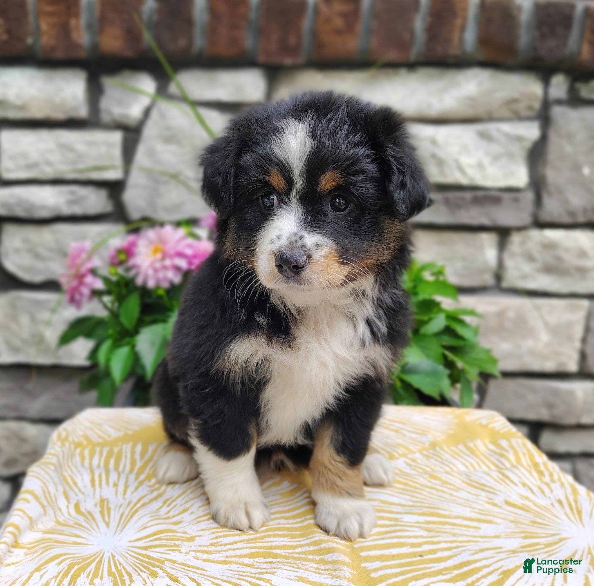 Miniature Australian Shepherd dogs Bella - Ad 1