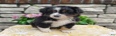 Bella