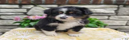 Miniature Australian Shepherd dogs for sale: Bella - Ad 1