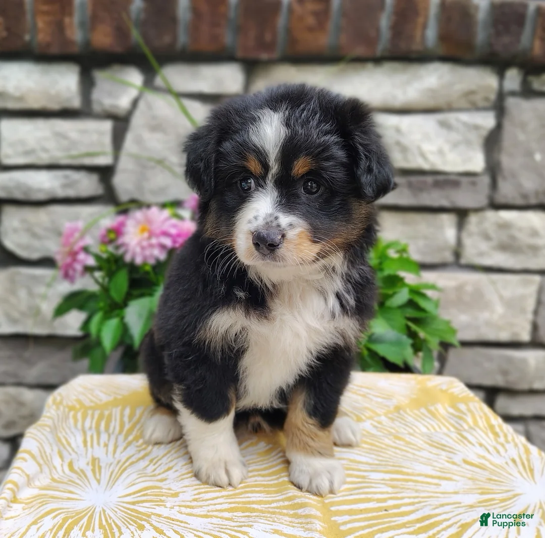 Miniature Australian Shepherd dogs for sale: Bella - Ad 1