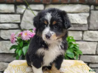 Miniature Australian Shepherd dogs for sale: Bella - Ad 2