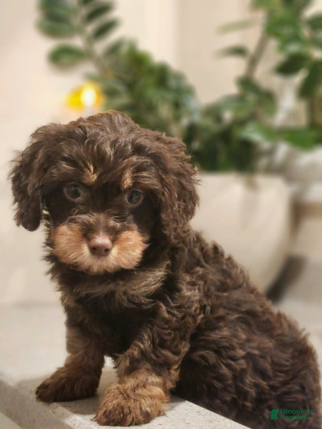 Cavapoo dogs for sale: Sandra - Ad 3