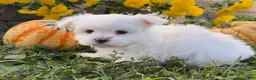 Maltese dogs for sale: Cameron - Ad 4