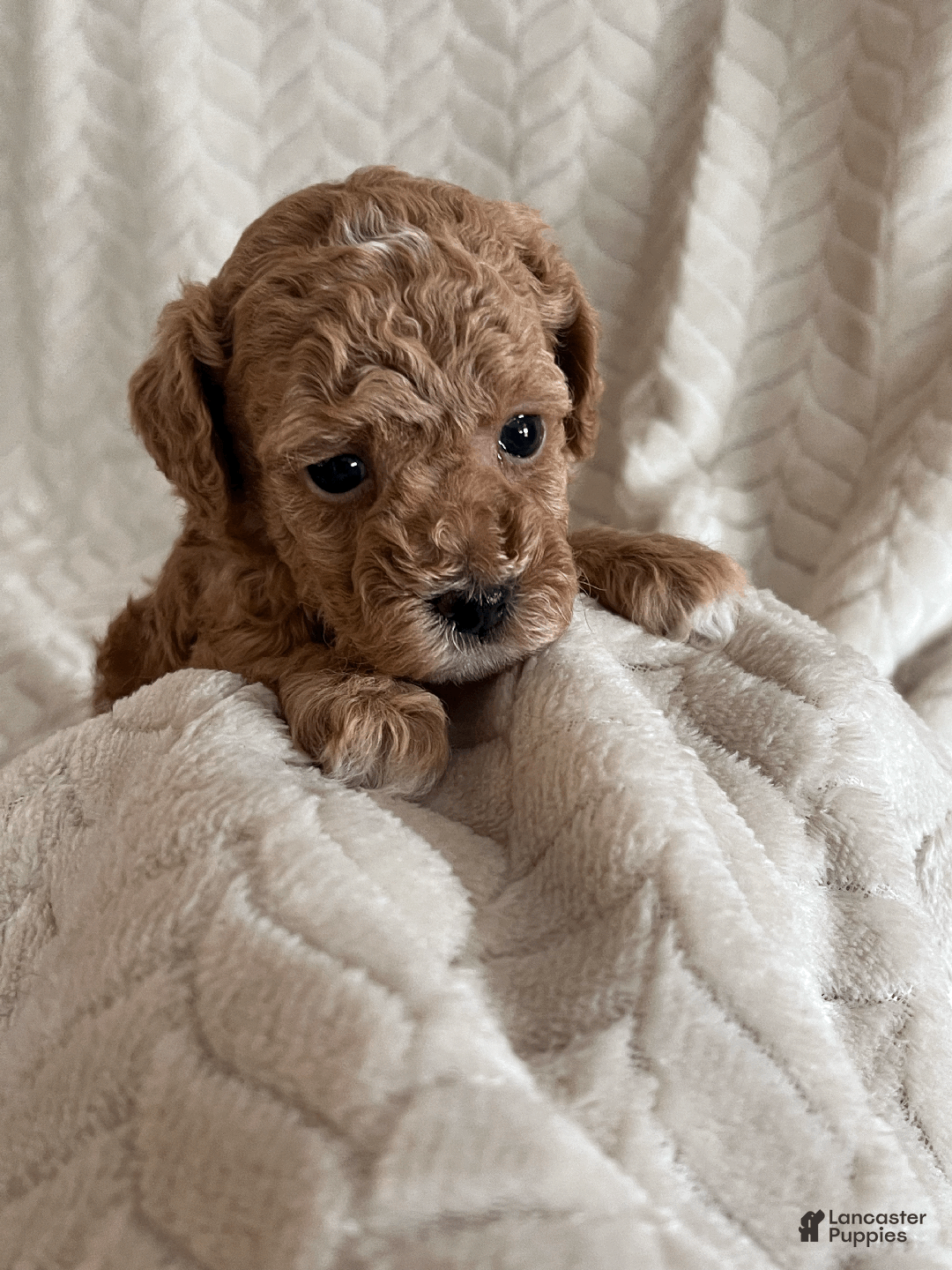 Toy Poodle dogs for sale: Ginger - Ad 4