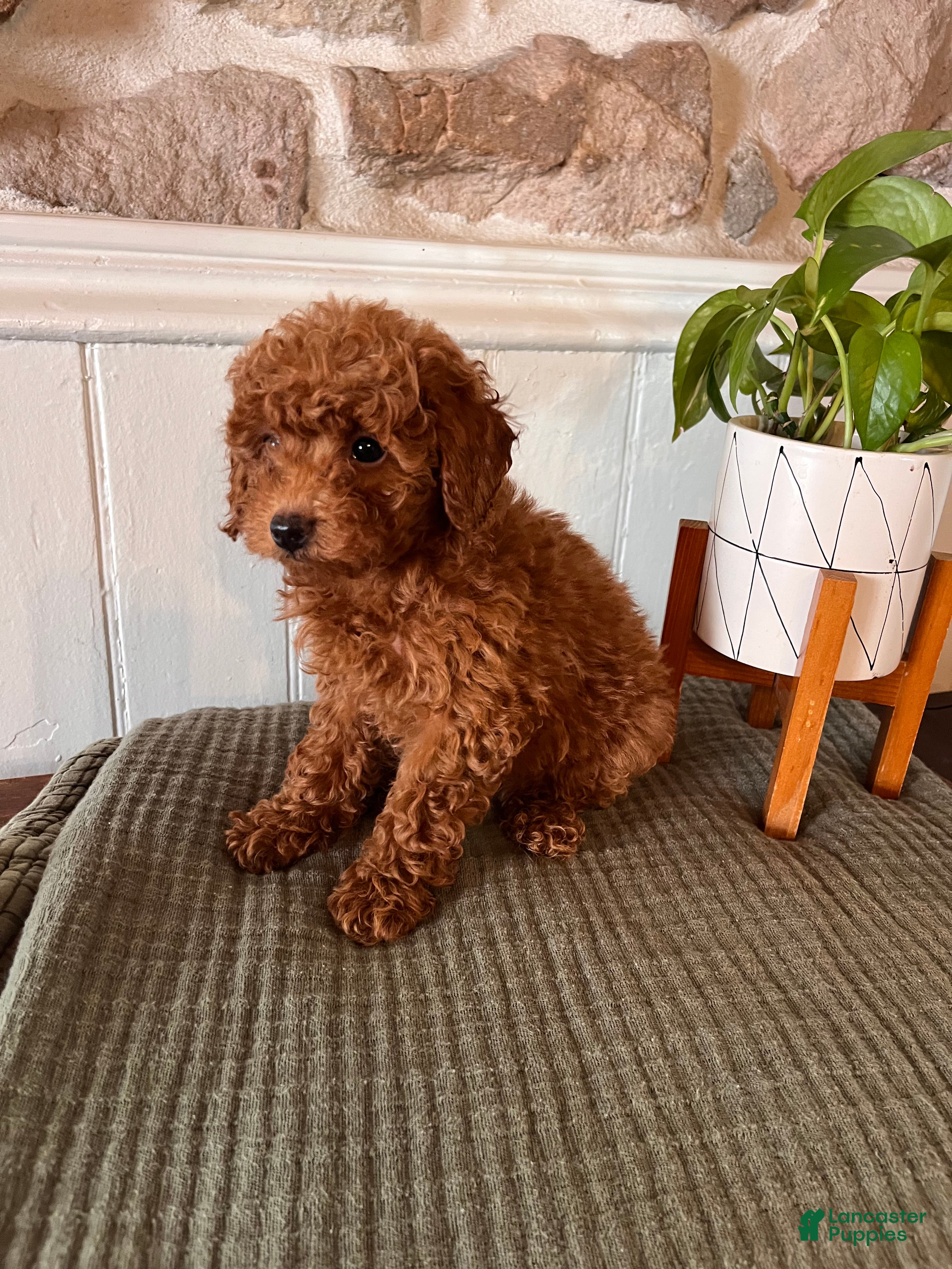 Toy Poodle dogs Tiny Tom  - Ad 2
