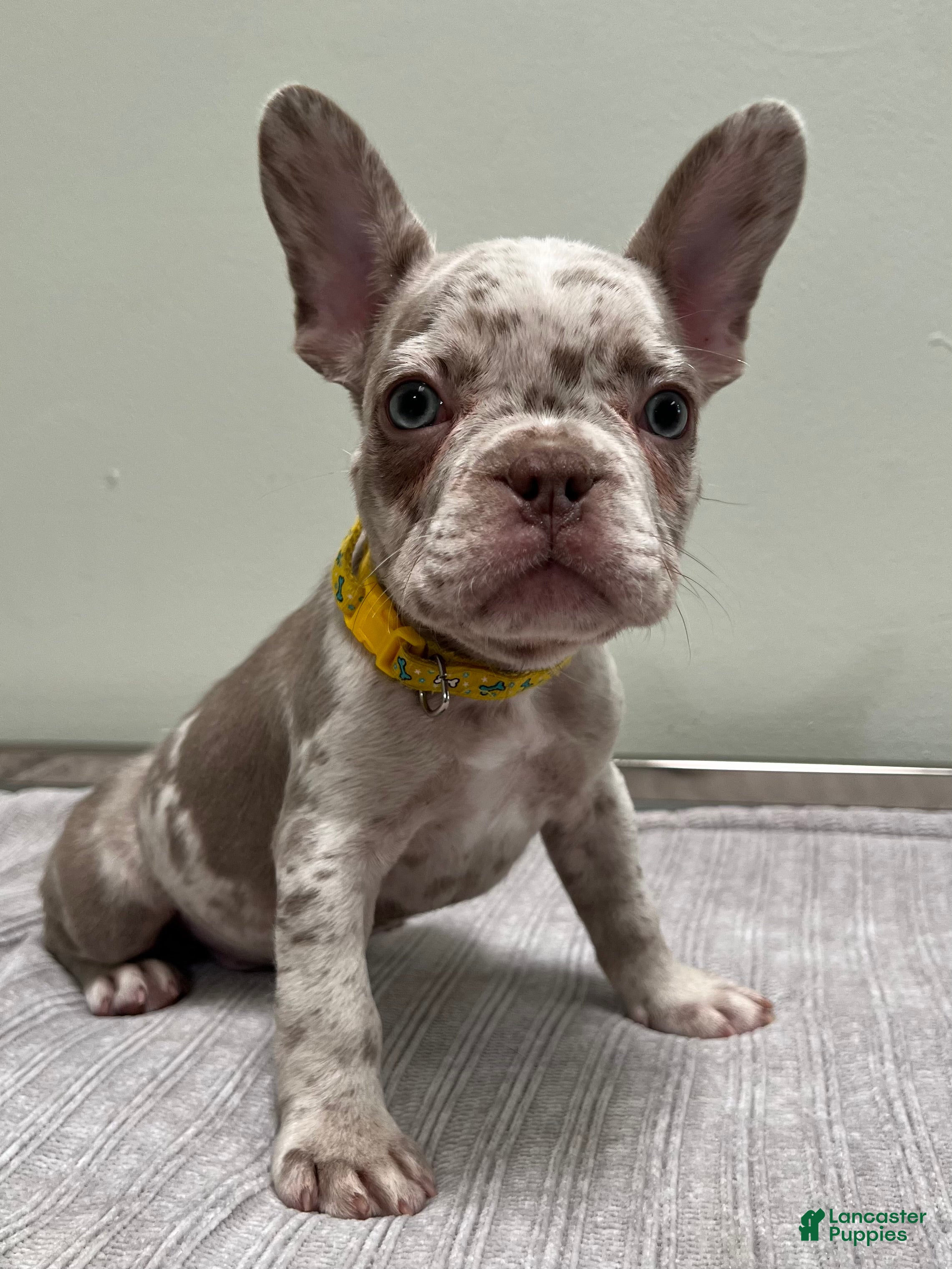 French Bulldog dogs Finley - Ad 26