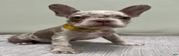 French Bulldog dogs for sale: Finley - Ad 1