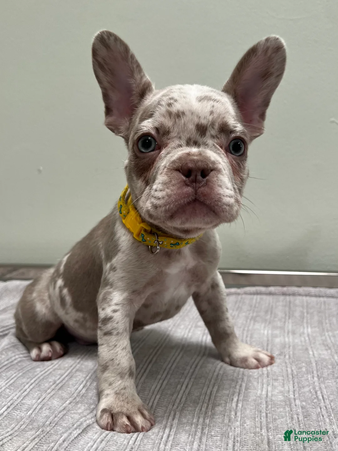 French Bulldog dogs for sale: Finley - Ad 1