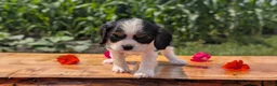 Cavalier King Charles Spaniel dogs for sale: Jax  - Ad 6