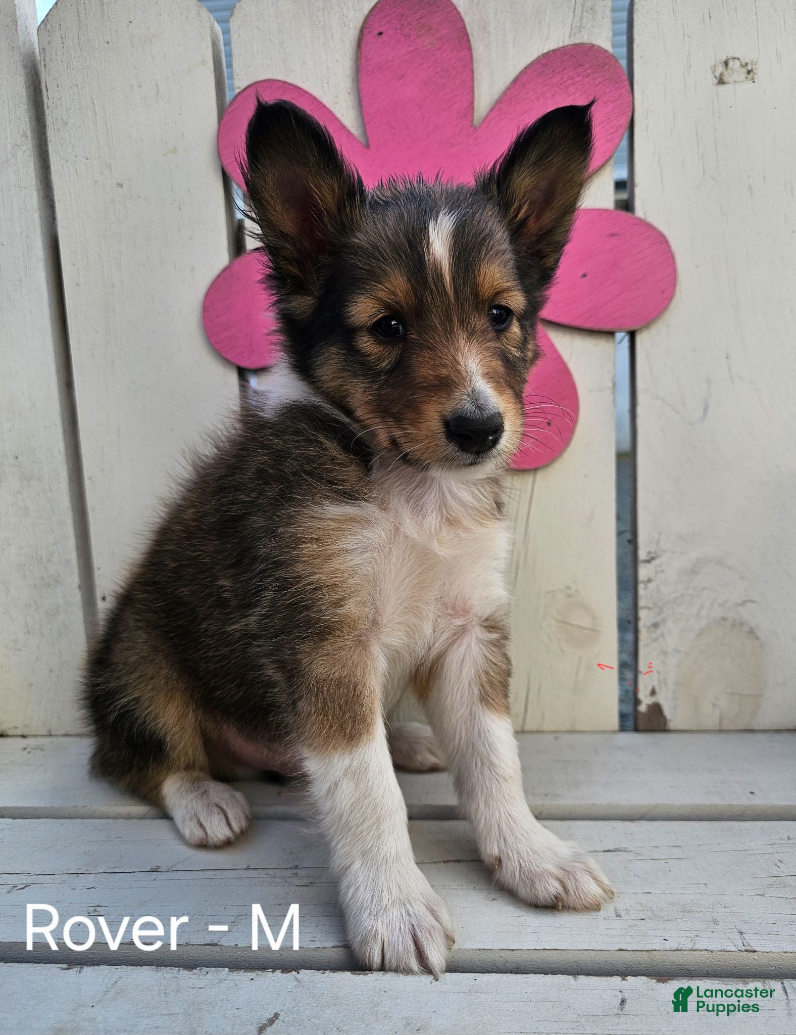 Shetland Sheepdog dogs Rover - Ad 22