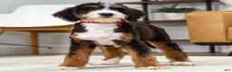 Mini Bernedoodle dogs for sale: Millie - Ad 1