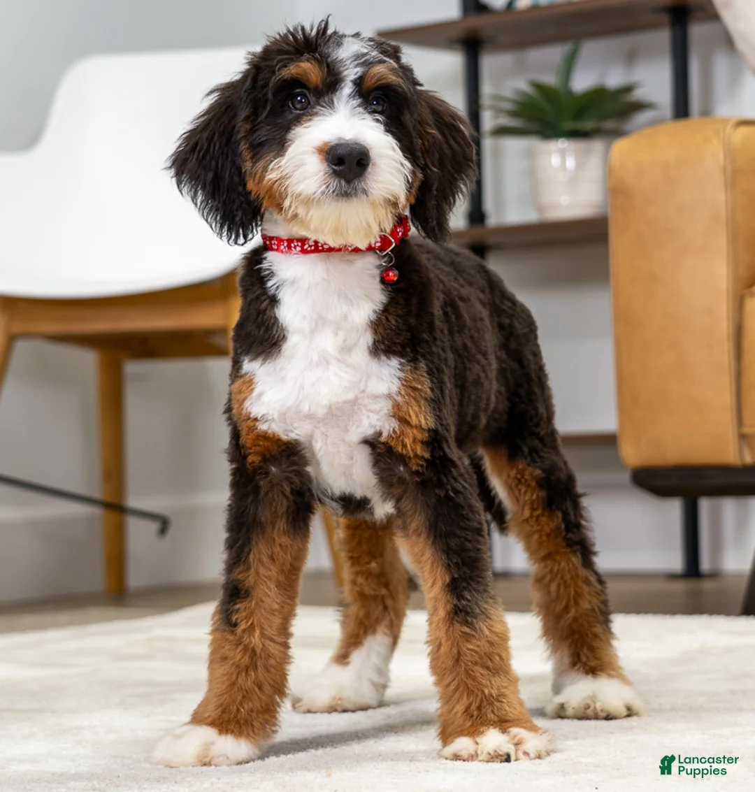 Mini Bernedoodle dogs for sale: Millie - Ad 1