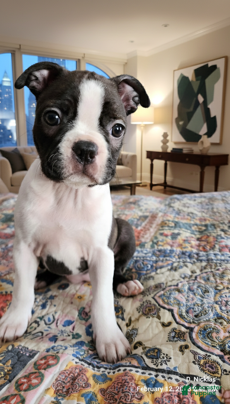Boston Terrier dogs Jezza Belle  - Ad 8