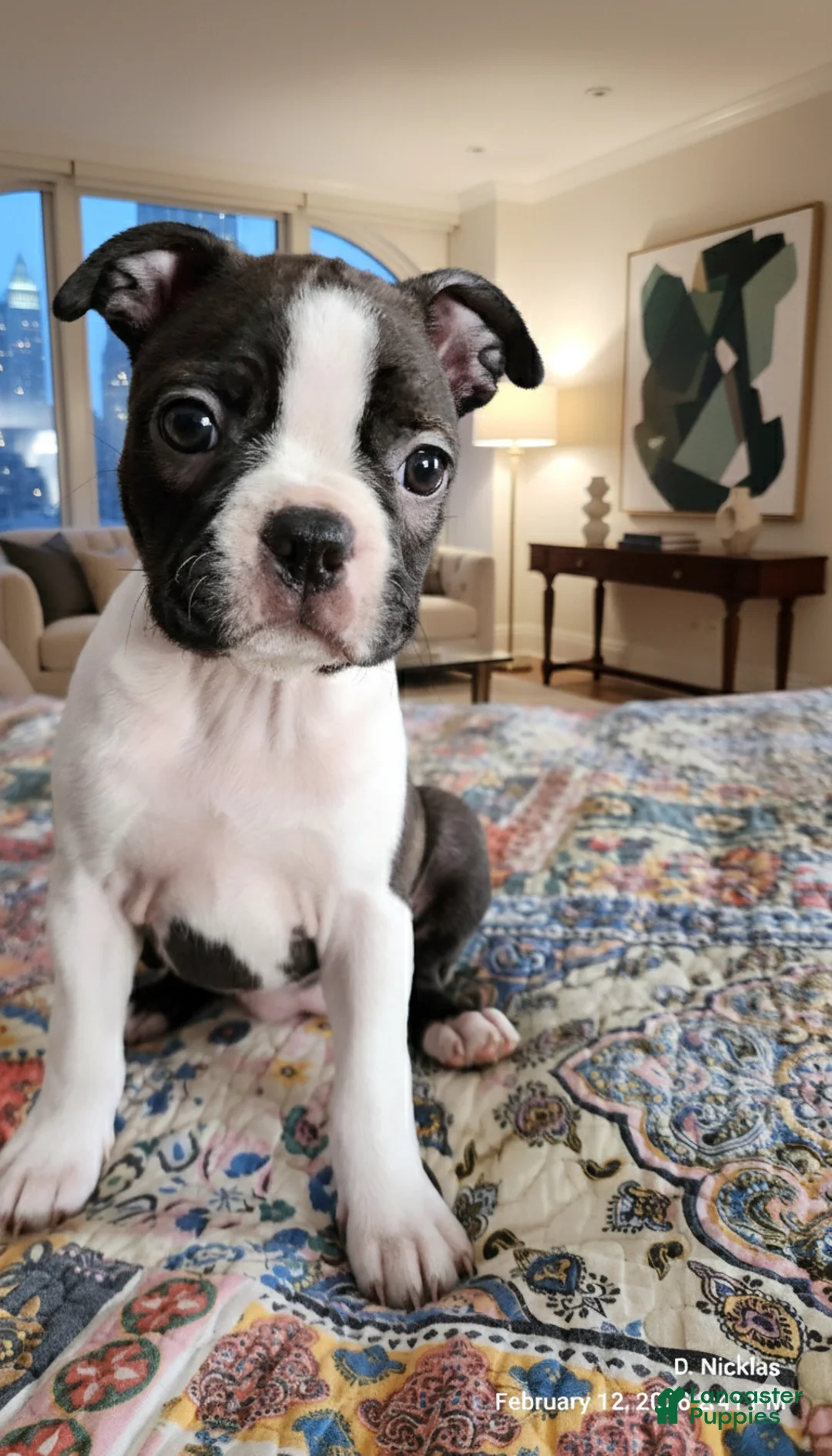 Boston Terrier dogs for sale: Jezza Belle  - Ad 1