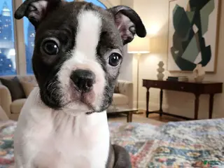 Boston Terrier dogs Jezza Belle - Ad 8