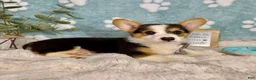 Welsh Corgi Pembroke dogs for sale: Beckham - Ad 5