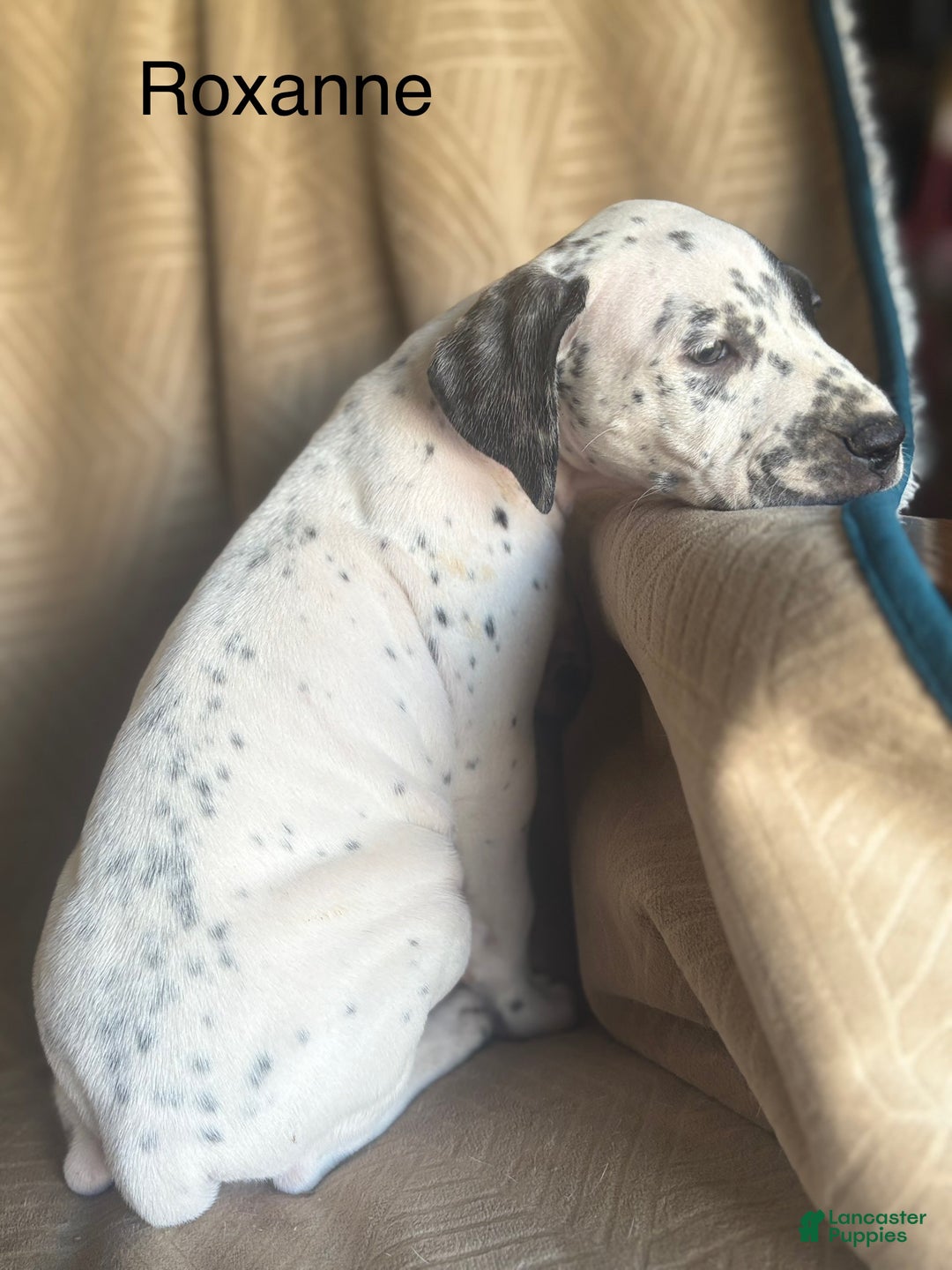 Mixed Breed dogs for sale: Roxanne - Ad 5