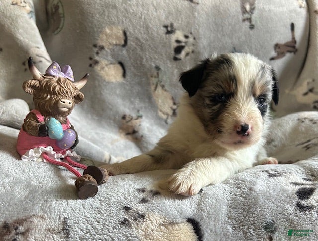 Miniature Australian Shepherd dogs Miniature Australian Shepherd Puppy 3 - Ad 38