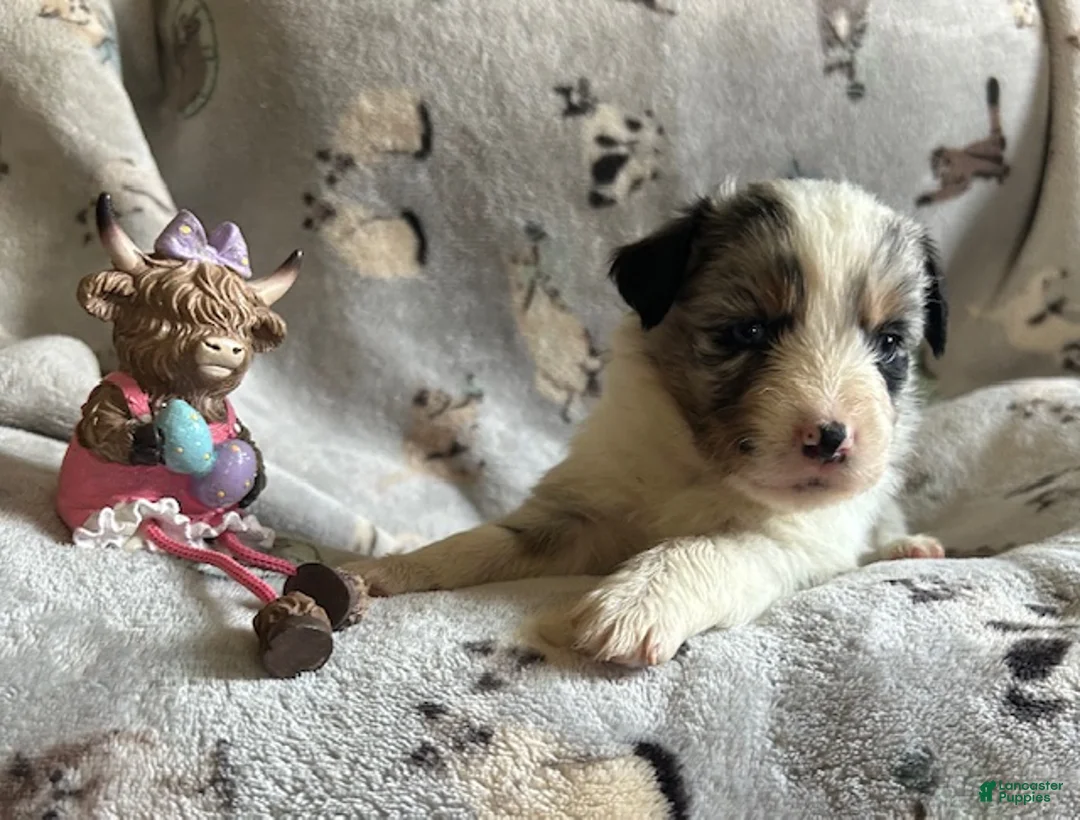 Miniature Australian Shepherd dogs for sale: Miniature Australian Shepherd Puppy 3 - Ad 1