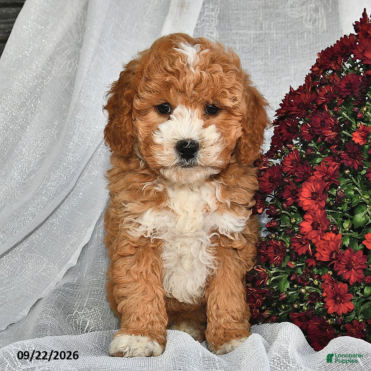 Shihpoo dogs Mercy  - Ad 1