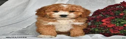 Shihpoo dogs for sale: Mercy  - Ad 1