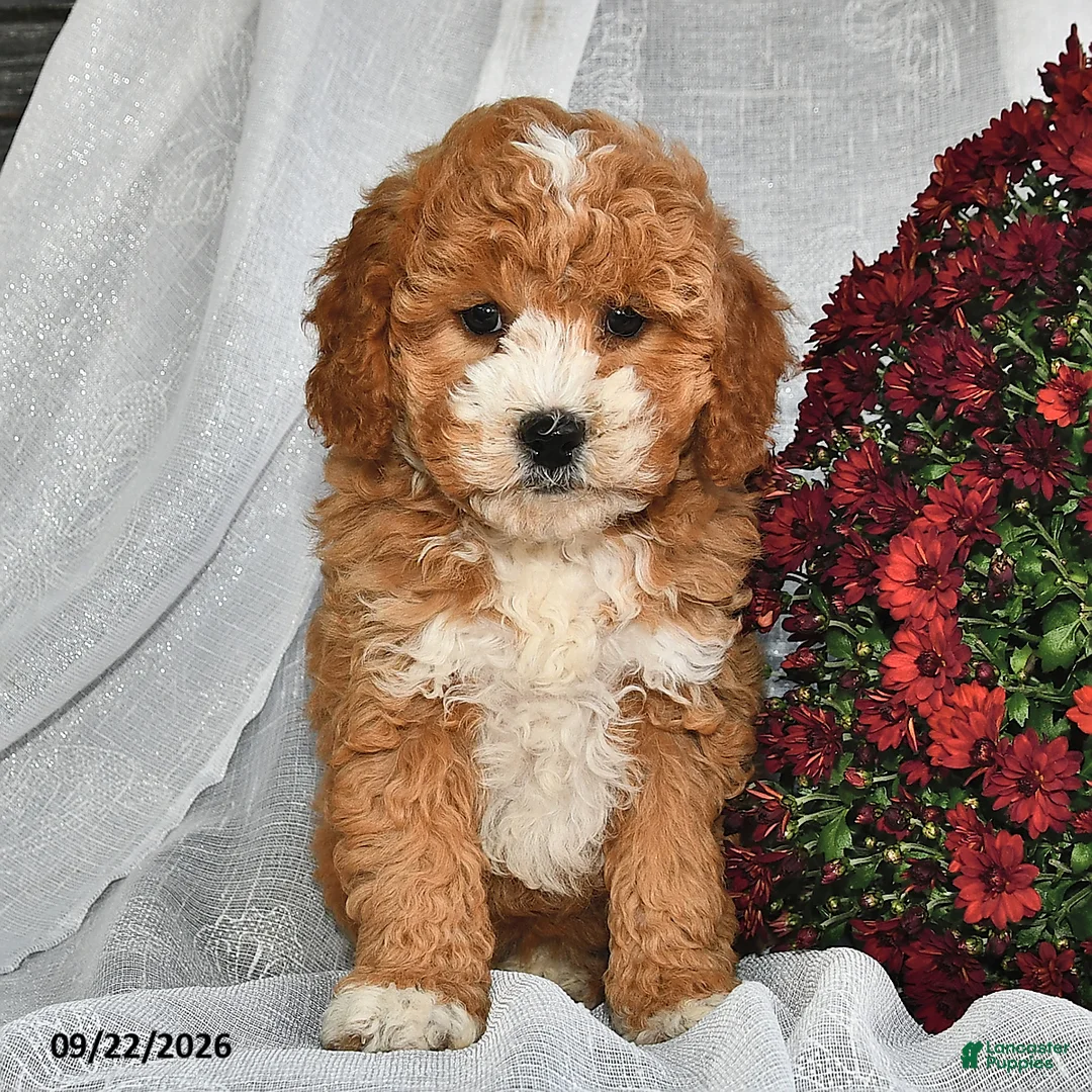 Shihpoo dogs for sale: Mercy  - Ad 1