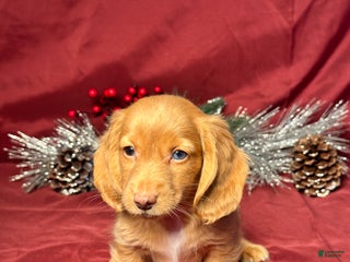 Miniature Dachshund dogs Oscar - Ad 42