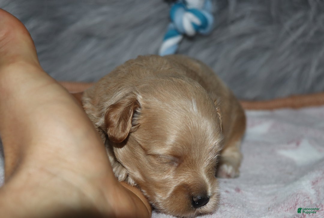 Havapoo dogs for sale: Chase 👨‍👨‍👦‍👦💞🐕 - Ad 11