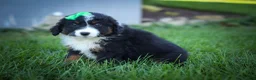 Mini Aussiedoodle dogs for sale: Landon💙 - Ad 15