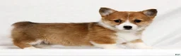 Welsh Corgi Pembroke dogs for sale: Joy - Ad 1
