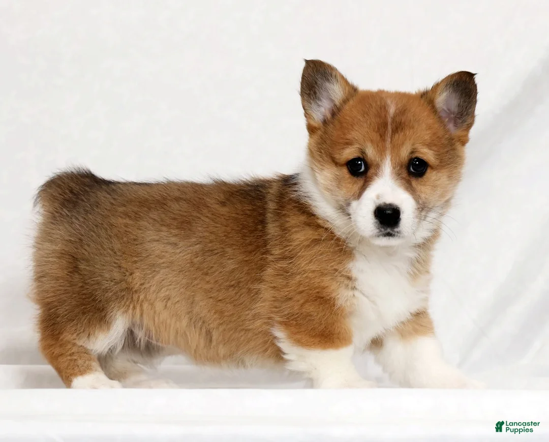 Welsh Corgi Pembroke dogs for sale: Joy - Ad 1