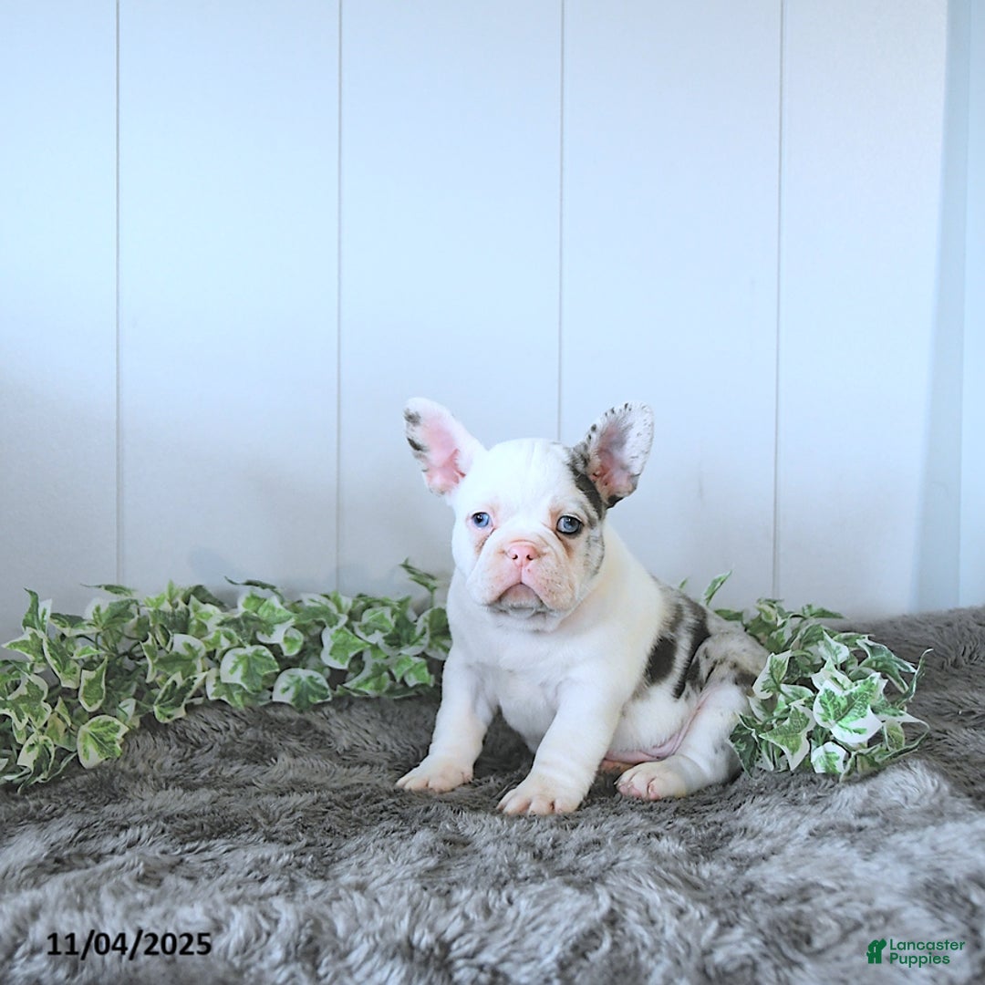 Frug dogs for sale: Max - Ad 5