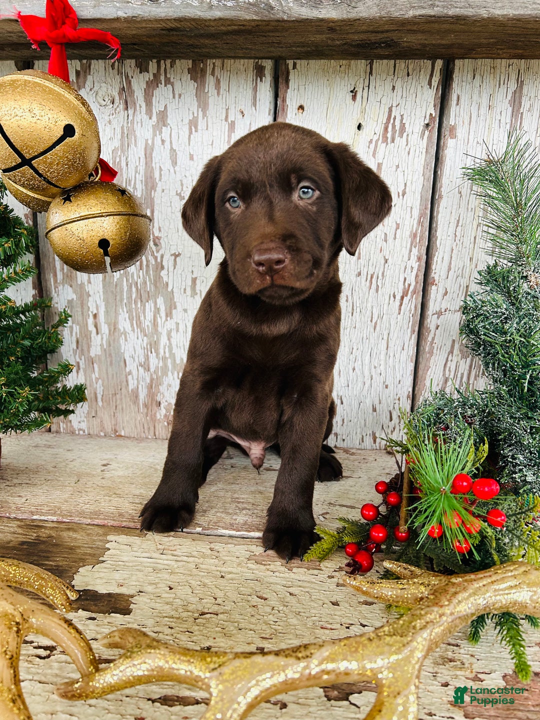 Labrador Retriever dogs for sale: Prancer - Ad 4