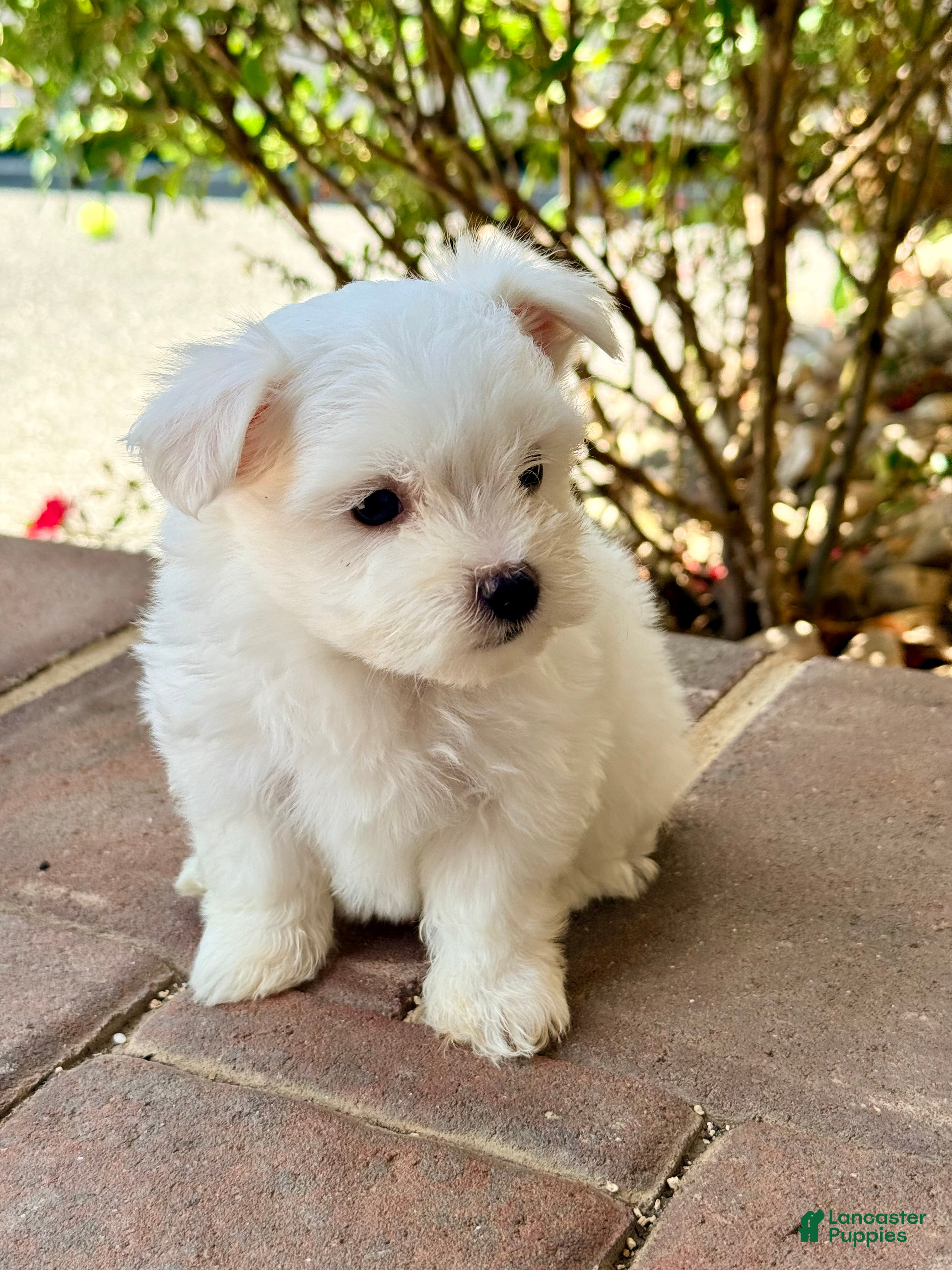 Maltese dogs Charlie Maltese 1 - Ad 2
