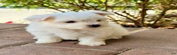 Maltese dogs for sale: Charlie Maltese 1 - Ad 2