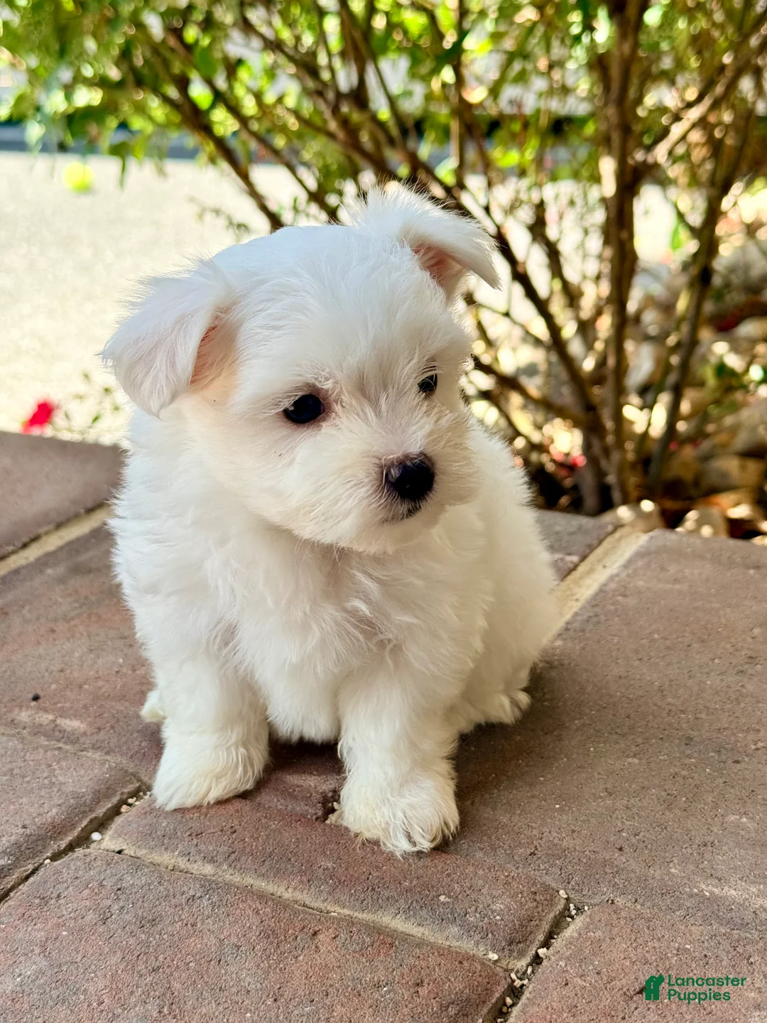 Maltese dogs for sale: Charlie Maltese 1 - Ad 2