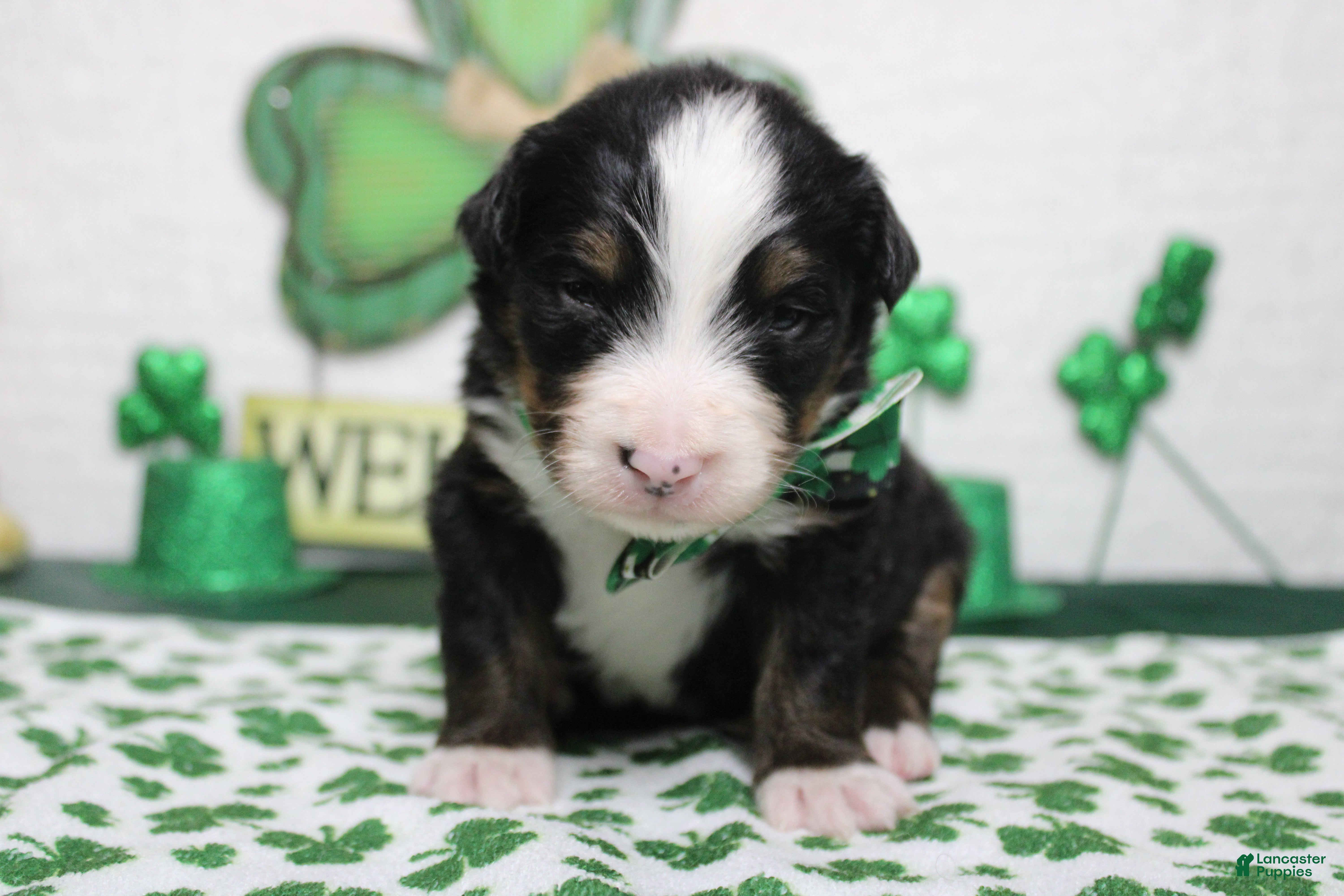 Bernese Mountain Dog dogs Cooper  - Ad 15