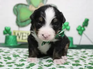 Bernese Mountain Dog dogs Cooper - Ad 15