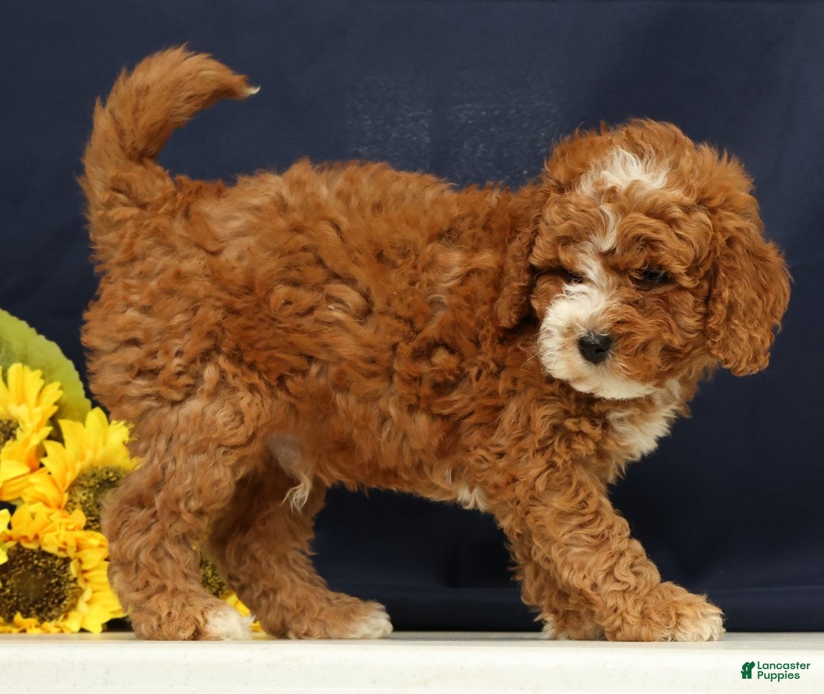 Cavapoo dogs Captain - Ad 2