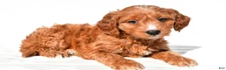 Mini Goldendoodle dogs for sale: Conner - Ad 4