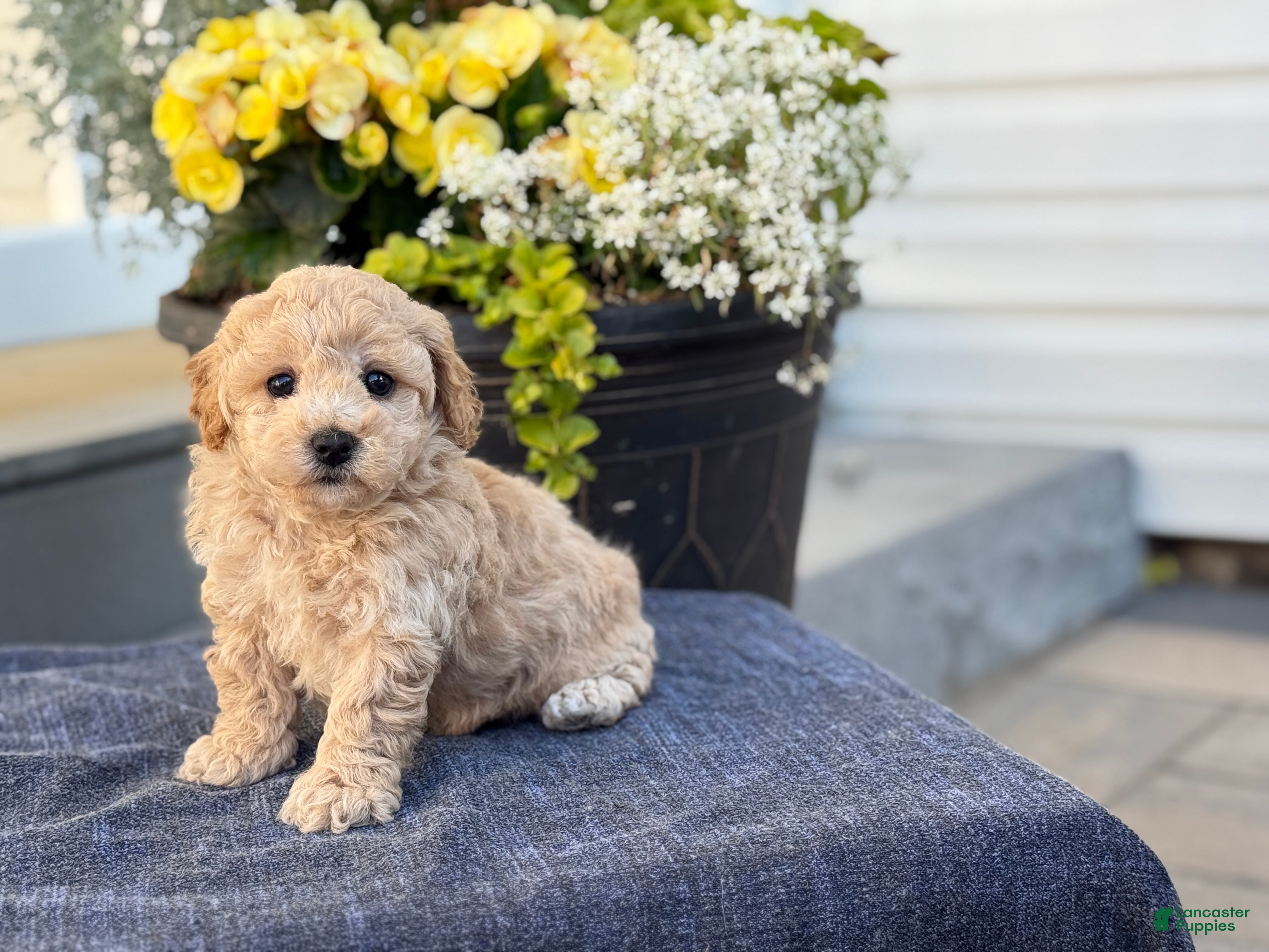 Bichpoo dogs for sale: Franklin - Ad 7