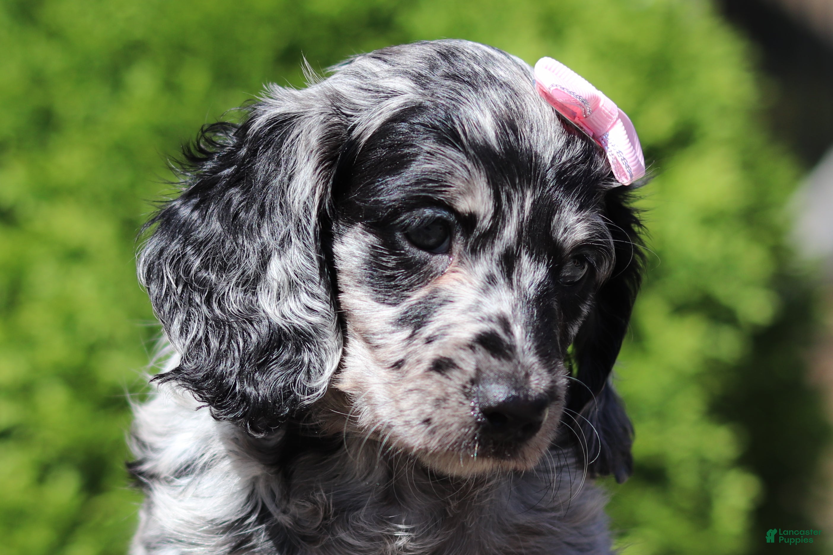Brielle (Dachshund, Female) in Millersburg, OH