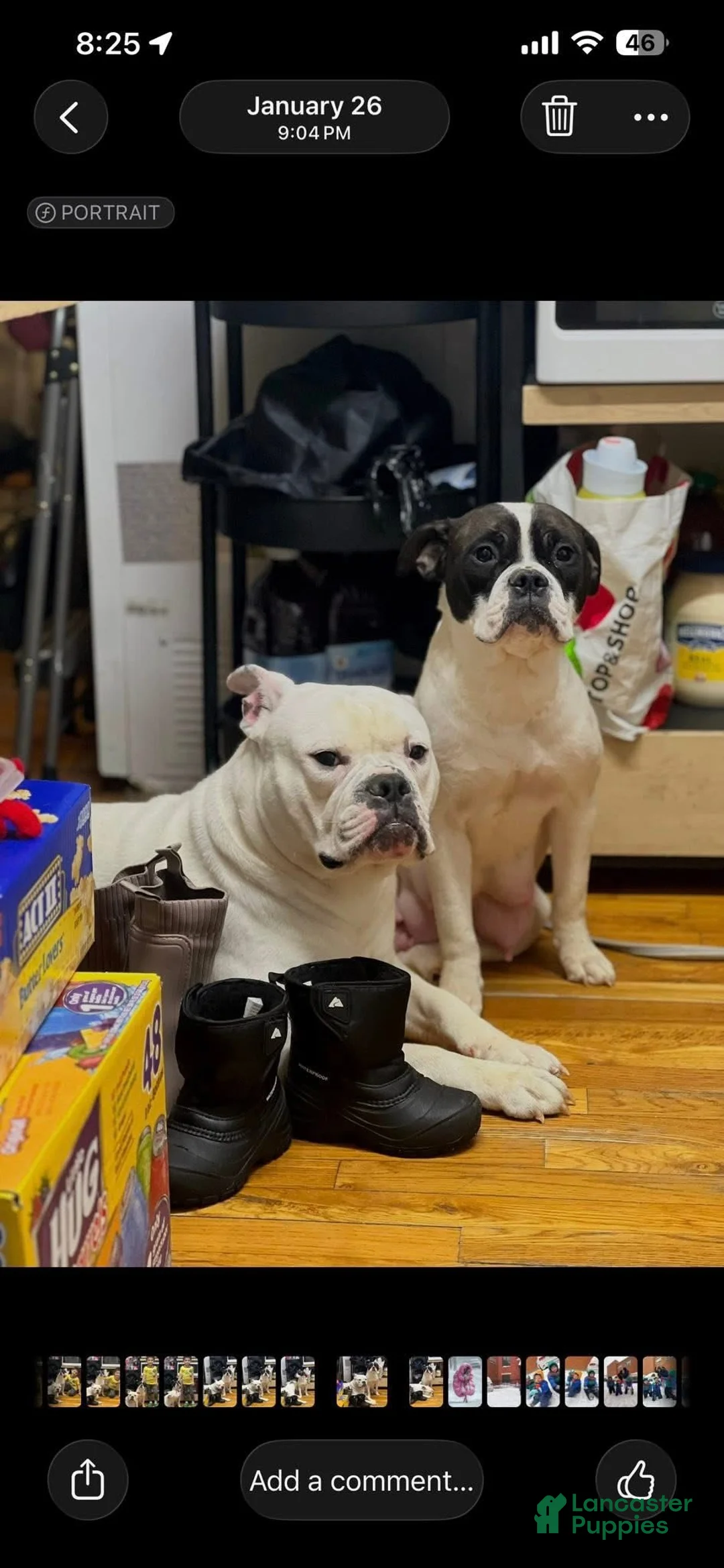 American Bully dogs for sale: American Bully Puppy 5 - Ad 2