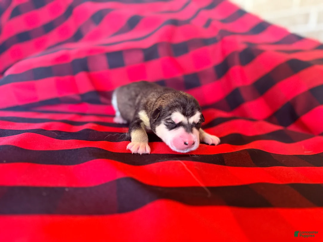 Alaskan Malamute dogs for sale: Alaskan Malamute Puppy 4 - Ad 2