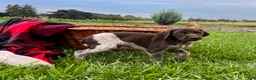 German Shorthaired Pointer dogs for sale: Gunner❤️AKC Registered - Ad 1