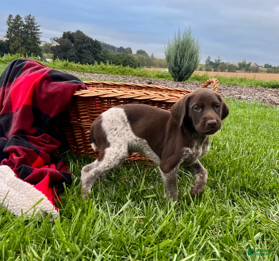 German Shorthaired Pointer dogs for sale: Gunner❤️AKC Registered - Ad 1