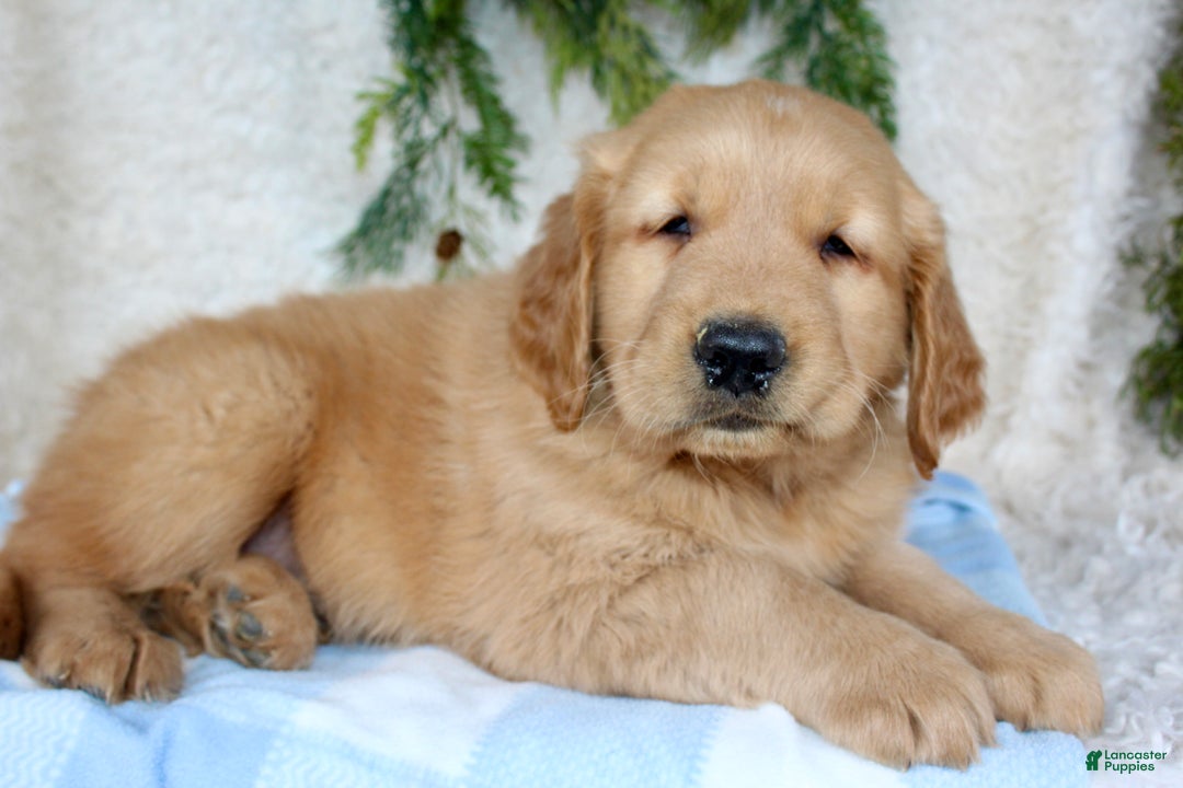 Golden Retriever dogs for sale: Buster - Ad 3