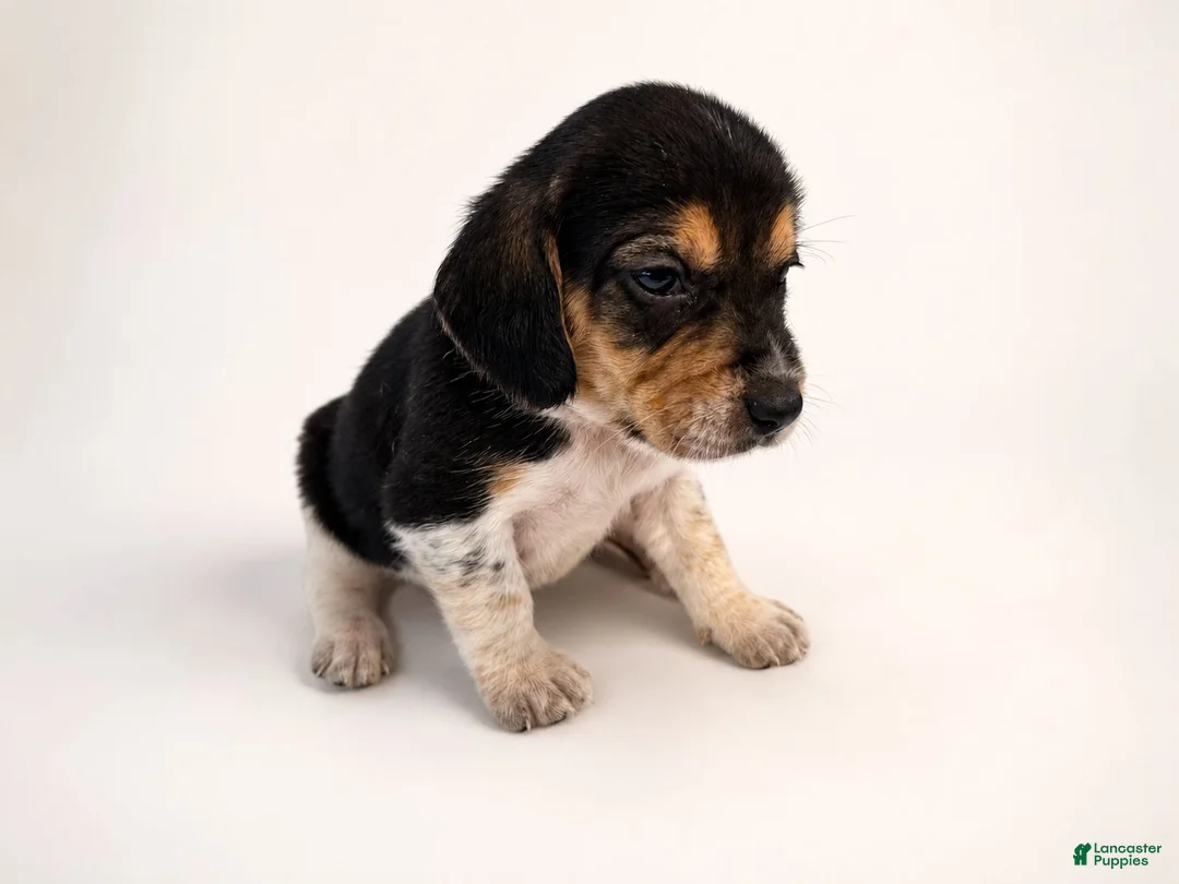 Beagle dogs for sale: Beagle 2 - Ad 1
