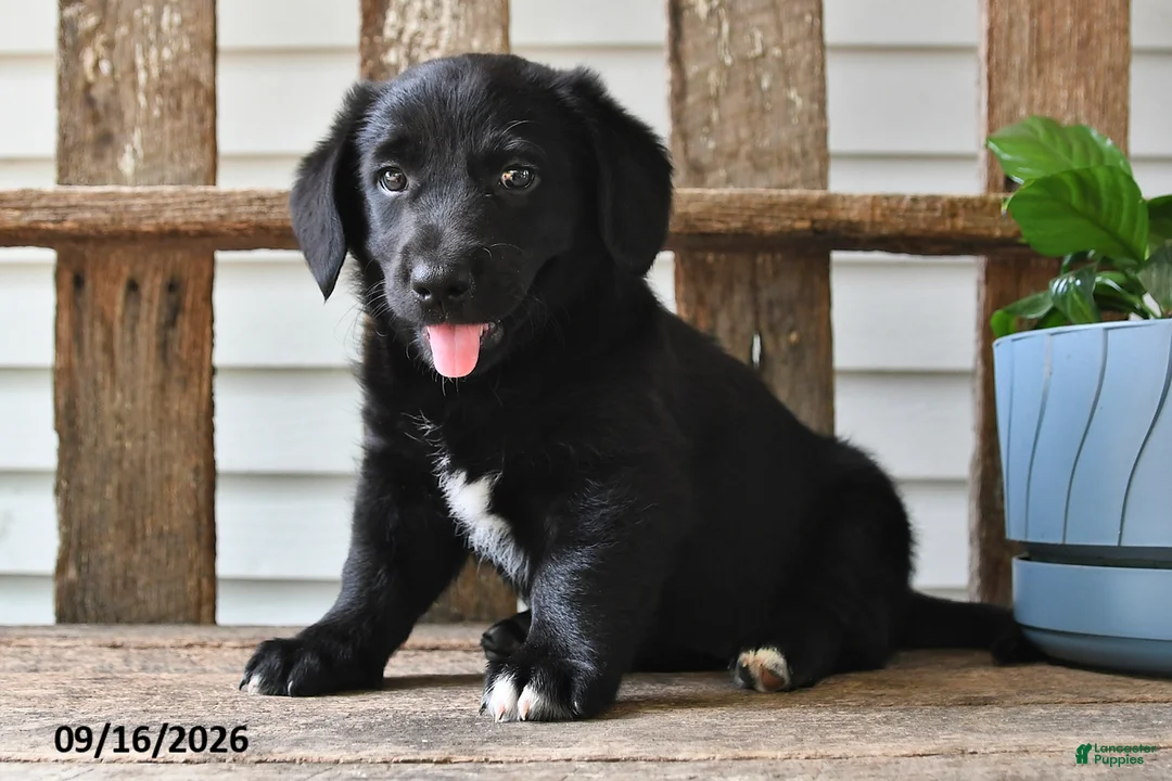 Mixed Breed dogs for sale: Charlotte - Ad 1